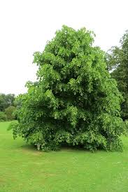 Attēlu rezultāti vaicājumam “Tilia x moltkei”