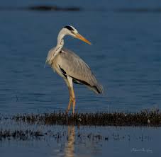 Attēlu rezultāti vaicājumam “Ardea cinerea”