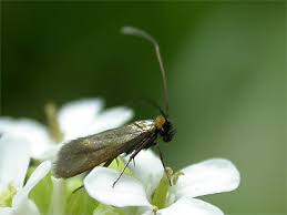 Attēlu rezultāti vaicājumam “Cauchas rufimitrella”