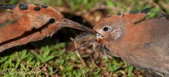 Image result for hoepoe