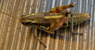 Attēlu rezultāti vaicājumam “Podisma pedestris”