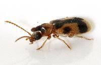 Attēlu rezultāti vaicājumam “Notoxus monoceros”