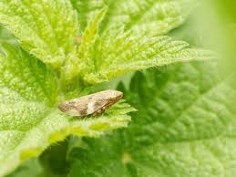 Attēlu rezultāti vaicājumam “Aphrophora nymph”