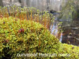 Attēlu rezultāti vaicājumam “Timmia megapolitana”