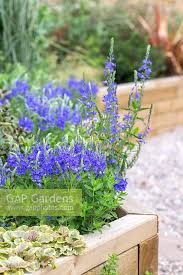 Attēlu rezultāti vaicājumam “Veronica austriaca subsp. teucrium flower”