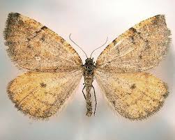 Attēlu rezultāti vaicājumam “Epirranthis diversata”