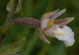 Attēlu rezultāti vaicājumam “Epipactis palustris bud”