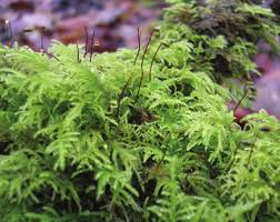 Attēlu rezultāti vaicājumam “Eurhynchium praelongum”