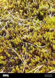 Attēlu rezultāti vaicājumam “Polytrichum strictum”