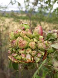 Attēlu rezultāti vaicājumam “Diplolepis rosae”