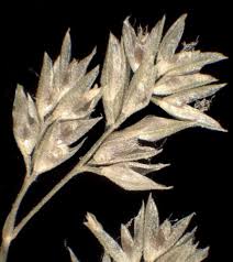 Attēlu rezultāti vaicājumam “Polypogon tentacularius”