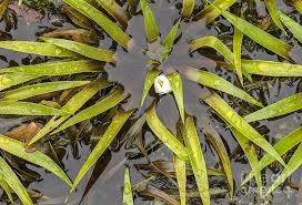 Attēlu rezultāti vaicājumam “Stratiotes aloides”