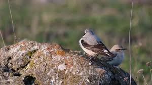 Attēlu rezultāti vaicājumam “Oenanthe oenanthe male”
