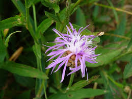 Attēlu rezultāti vaicājumam “Centaurea phrygia flower”