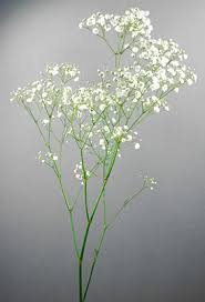 Attēlu rezultāti vaicājumam “Gypsophila paniculata”