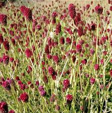 Attēlu rezultāti vaicājumam “Sanguisorba officinalis flower”