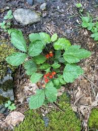 Attēlu rezultāti vaicājumam “Rubus saxatilis fruit”