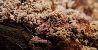 Attēlu rezultāti vaicājumam “Bryum neodamense macro”