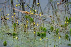 Attēlu rezultāti vaicājumam “Utricularia minor leaf”