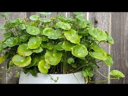 Attēlu rezultāti vaicājumam “Hydrocotyle vulgaris fruit”