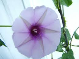 Image result for Ipomoea Lavender