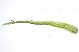 Attēlu rezultāti vaicājumam “Leptobryum pyriforme sporophyte”