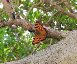 Attēlu rezultāti vaicājumam “Nymphalis polychloros upperside”