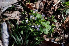 Attēlu rezultāti vaicājumam “Viola mirabilis leaf”