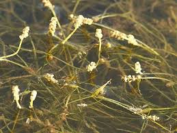 Attēlu rezultāti vaicājumam “Potamogeton trichoides”