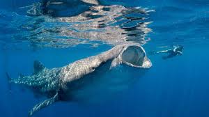 Image result for Leeds Sharks