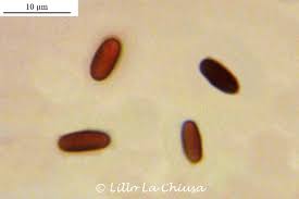 Attēlu rezultāti vaicājumam “Anthostoma decipiens”