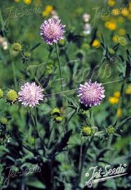 Image result for Knautia arvensis