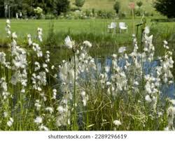 Attēlu rezultāti vaicājumam “Eriophorum latifolium flower”