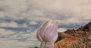 Attēlu rezultāti vaicājumam “Pulsatilla patens bud”