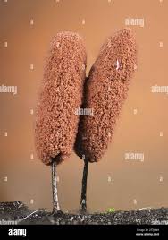 Attēlu rezultāti vaicājumam “Stemonitopsis hyperopta”