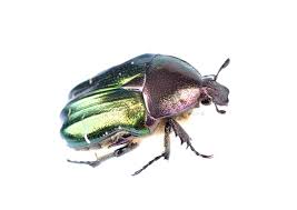 Attēlu rezultāti vaicājumam “Cetonia aurata”