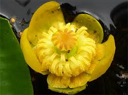 Attēlu rezultāti vaicājumam “Nuphar lutea flower”