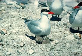 Attēlu rezultāti vaicājumam “Hydroprogne caspia”