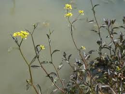 Attēlu rezultāti vaicājumam “Rorippa amphibia leaf”