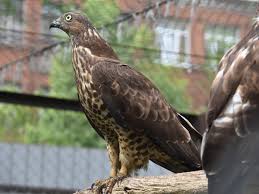 Attēlu rezultāti vaicājumam “Pernis apivorus”