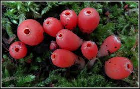 Attēlu rezultāti vaicājumam “Microstoma protracta”