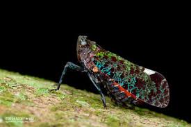 Attēlu rezultāti vaicājumam “Fuligo licentii macro”