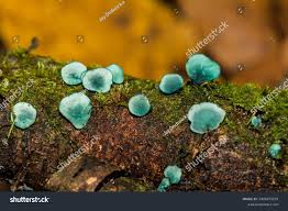 Attēlu rezultāti vaicājumam “Chlorociboria aeruginascens”