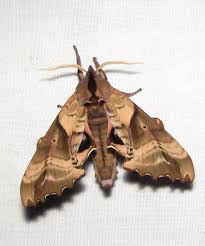 Attēlu rezultāti vaicājumam “Badhamiopsis sp.”