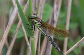 Attēlu rezultāti vaicājumam “Brachytron pratense”