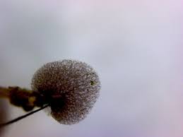 Attēlu rezultāti vaicājumam “Comatricha sp.”