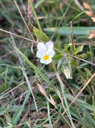 Attēlu rezultāti vaicājumam “Viola tricolor subsp. curtisii bud”