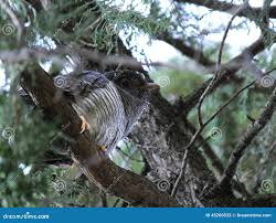Attēlu rezultāti vaicājumam “Cuculus canorus juvenile”