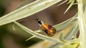Attēlu rezultāti vaicājumam “Adelidae”