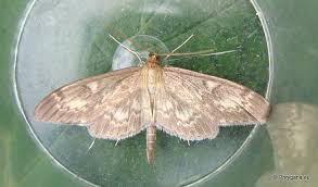 Attēlu rezultāti vaicājumam “Anania lancealis”